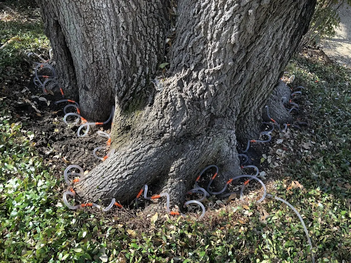 Detailed Tree Cabling and Bracing job site in West Union