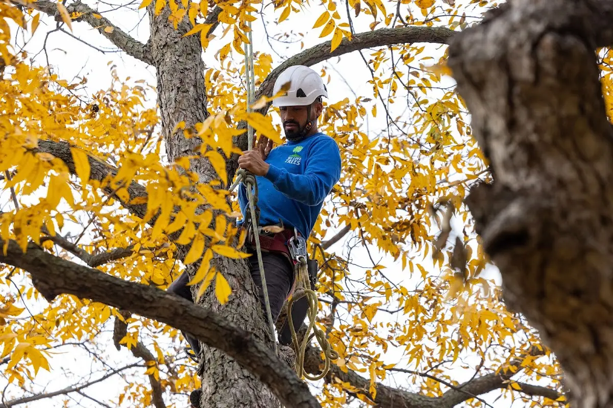 Skilled Tree Trimming crew working in West Union