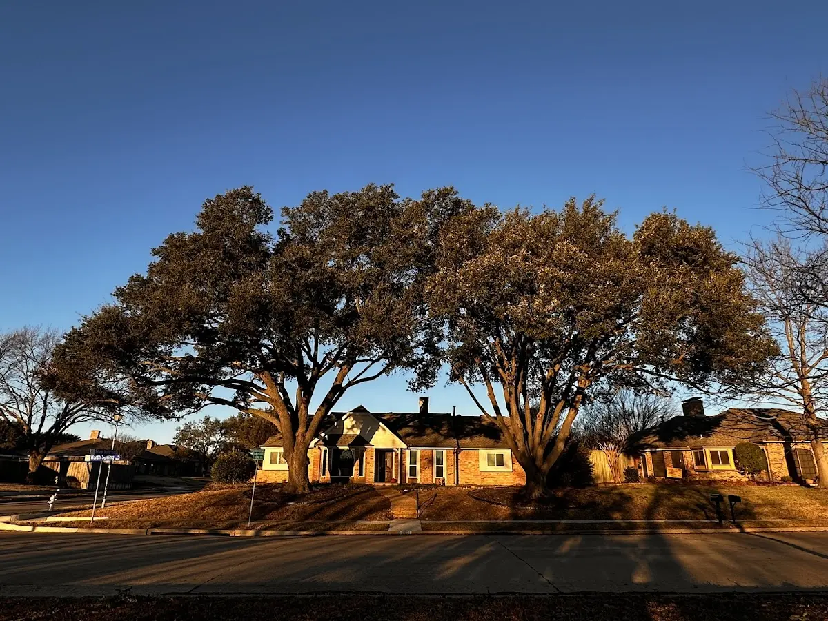 Established residential canopy tree shading a home in West Union